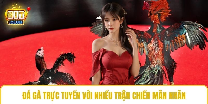 Đá gà trực tuyến với nhiều trận chiến mãn nhãn